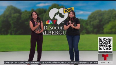 Desocupar Los Albergues: Lionel y Antonella buscan hogar