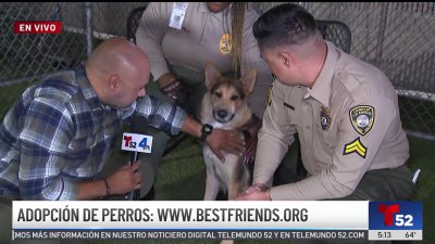 Desocupar los Albergues: Día nacional del perro