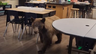 Video capta a oso dentro de un salón de clases en Bakersfield