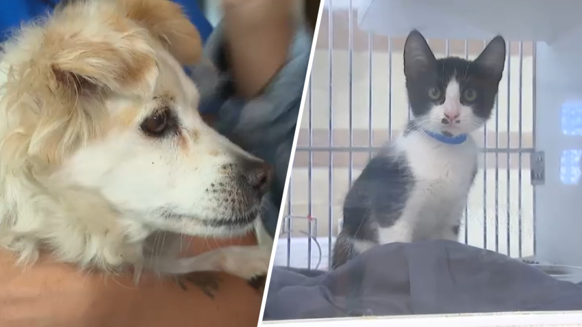 Two pets available for adoption at the Riverside County Animal Shelters' Jurupa Valley shelter.