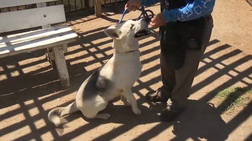 Enzo, a 2-year-old husky- at the Long Beach Animal Care Services center.