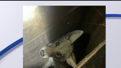 Insólito: hallan a un coyote escondido en la pared de una vivienda en California