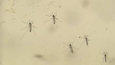 Nuevos casos de dengue en el condado de Los Ángeles