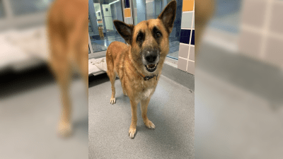 Había sufrido dos fracturas: pareja de Florida adopta a perro que fue atropellado por auto