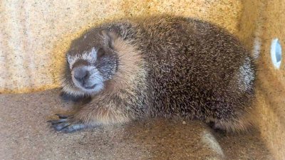 Marmota viaja escondida en automóvil desde Yosemite hasta el condado El Dorado