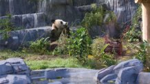 El panda gigante Xin Bao disfruta del bambú en el Zoológico de San Diego el 7 de agosto de 2024 en San Diego, California.