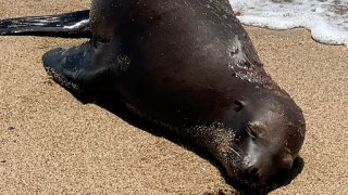 El león marino herido fue descubierto el 7 de agosto entre dos puestos de salvavidas en la playa estatal Bolsa Chica en el condado de Orange.