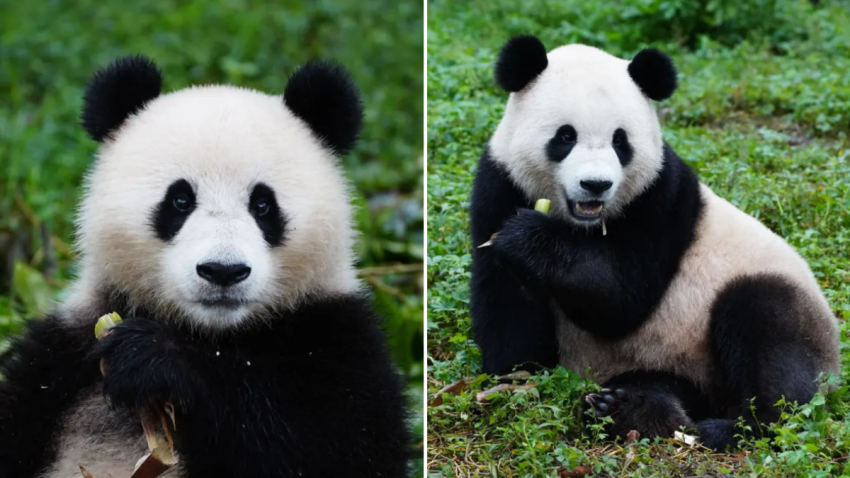 Pandas Bao Li and Qing Bao in China