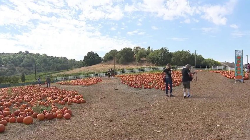 A view of the Cal Poly Pomona pumpkin patch.