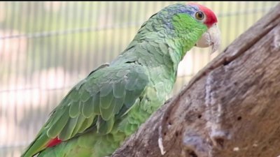 Loros salvajes de Corona Roja encuentran nuevo hogar en el Valle de San Gabriel