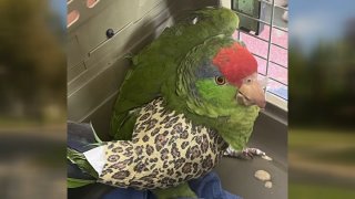 Wild parrots in the San Gabriel Valley are being seriously injured or killed by perpetrators shooting them with pellet guns.