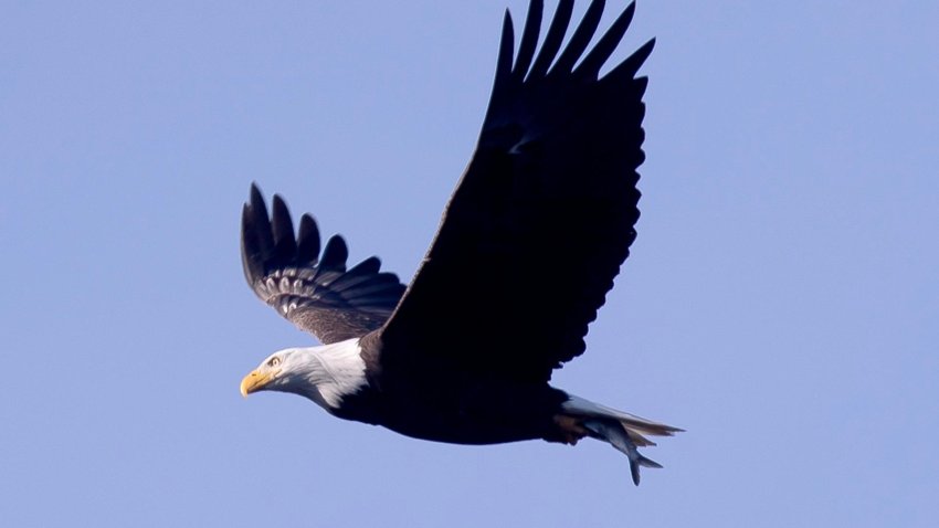 El águila calva es oficialmente designada como el ave nacional de Estados Unidos