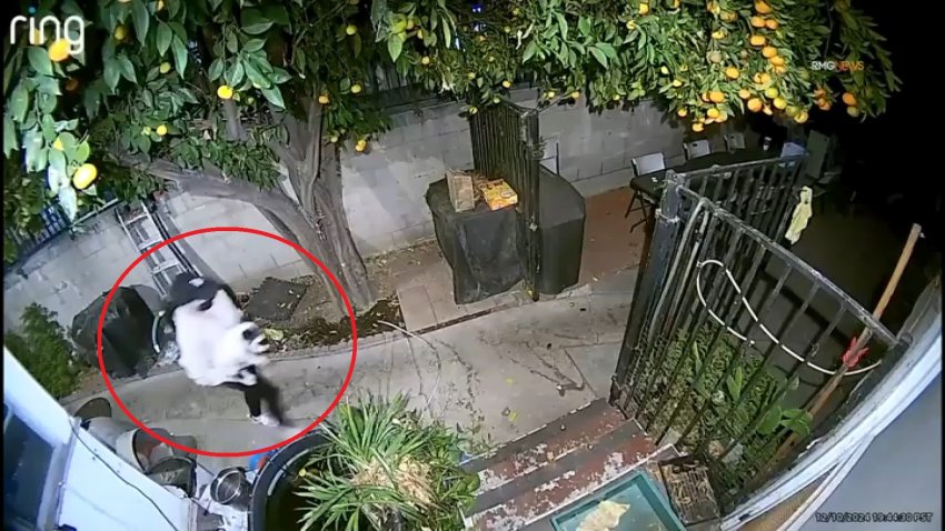 A woman is captured on a Ring camera taking a family' French bulldog from their North Hollywood home on Tuesday, Dec. 10 2024.