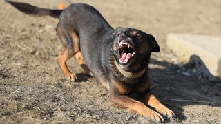 Foto de archivo de un perro rottweiler.