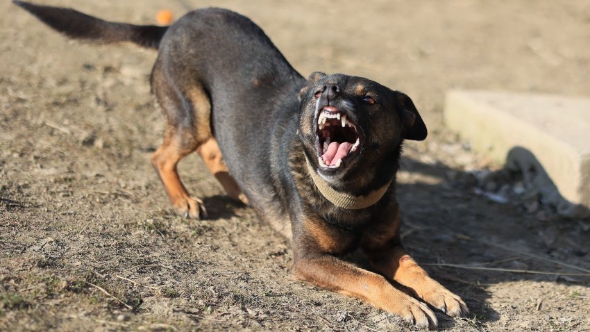 A dog is laying on the ground and has its mouth open. The dog appears to be angry or aggressive