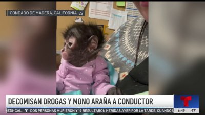 Decomisan drogas y mono araña a conductor en condado de Madera