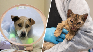Después de los incendios forestales, muchos animales fueron desplazados y, en muchos casos, resultaron heridos, y el Pasadena Humane Society se ofreció a ayudar a los necesitados. En la imagen, de izquierda a derecha, Canelo el perro con las patas quemadas, y un gatito que también sufrió quemaduras en las patas.