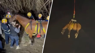 The Orange County Fire Authority rescues a horse from a ravine in San Juan Capistrano on Tuesday, Feb. 18, 2025.