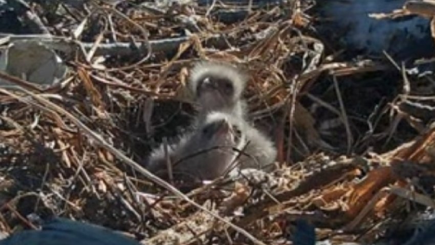 Two eaglets appear Thursday March 4, 2025 in the Big Bear bald eagle nest.