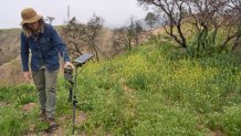 Kristen Ochoa, the founder of the Chaney Trail Corridor Project, installs a remote cellphone trail camera at the Chaney Trail Corridor, an area affected by the Eaton Fire, in Altadena, Calif., on Wednesday, April 23, 2025. (AP Photo/Damian Dovarganes)