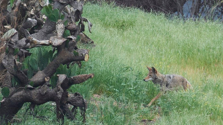 A coyote roams on the edge of the Chaney Trail Corridor, an area affected by the Eaton Fire, in Altadena, Calif., Wednesday, April 23, 2025. (AP Photo/Damian Dovarganes)