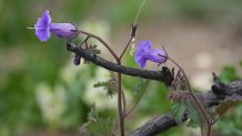 Desert Bluebells bloom at the Chaney Trail Corridor, an area affected by the Eaton Fire, in Altadena, Calif., on Wednesday, April 23, 2025. (AP Photo/Damian Dovarganes)
