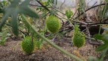 Wild cucumber emerge after winter rains at the Chaney Trail Corridor, an area affected by the Eaton Fire, in Altadena, Calif., on Wednesday, April 23, 2025. (AP Photo/Damian Dovarganes)