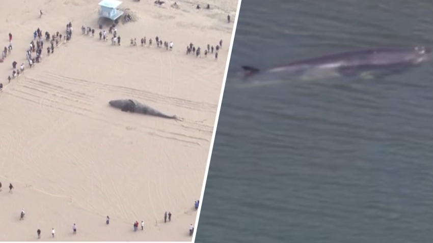 Dead whales stranded in April 2025 in Huntington Beach and Long Beach.