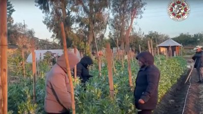 Difunden derechos de inmigrantes en lenguas indígenas