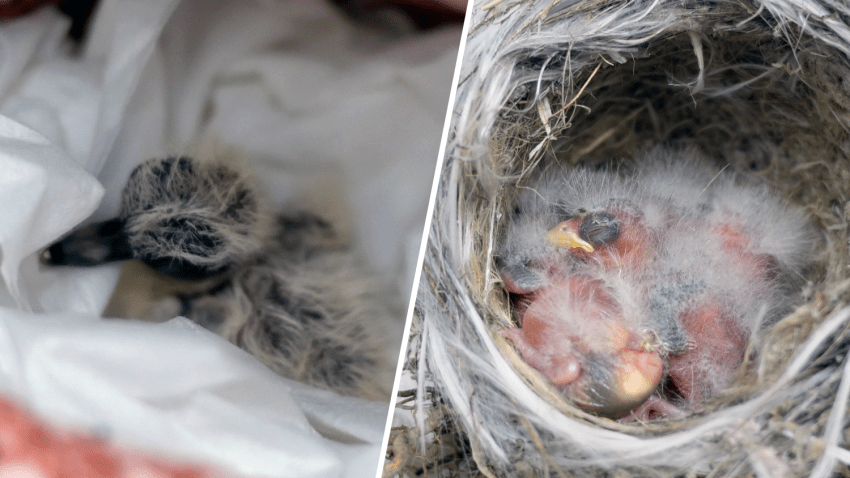 Several birds and eggs that were rescued from fire-affected areas by the Wetlands and Wildlife Care Center are thriving, the nonprofit says.