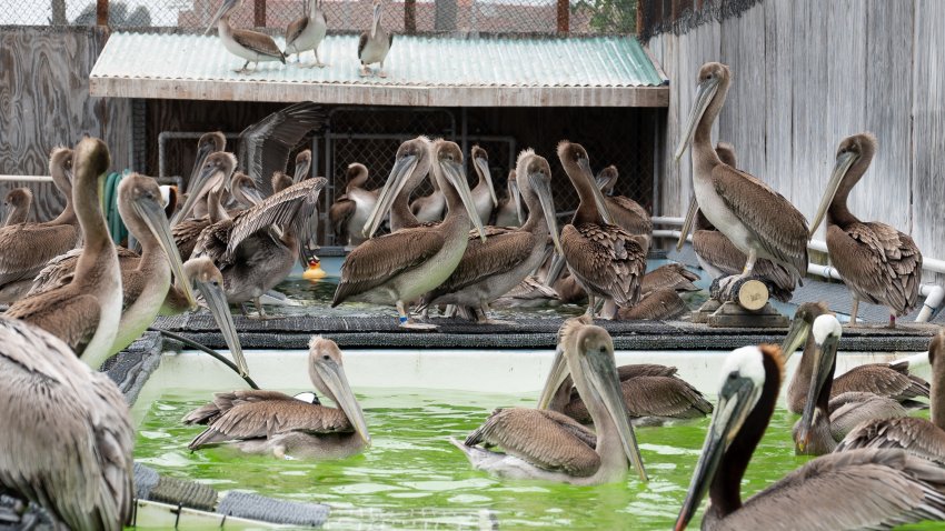 A group of rehabilitated pelicans were released on Wednesday, May 28, 2025 following weeks of care under the International Bird Rescue.