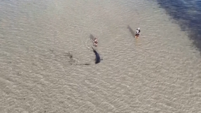 Video: turista e hijo de 11 años rescatan a un gran tiburón blanco varado