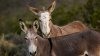 Funcionarios del Condado de Riverside buscan burros salvajes heridos