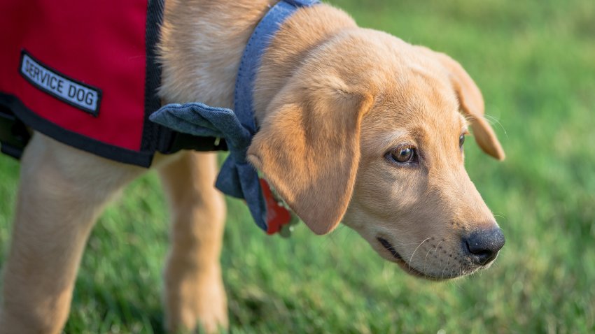 Yellow Labrador retriever puppy in training to become a service or disability assistance dog