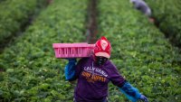 A farmworker works in a strawberry field on June 12, 2025 in Oxnard, California. Anti-immigration crackdowns ordered by US President Donald Trump has seen federal authorities target factories and work sites since June 6, sparking days of angry protests in Los Angeles. (Photo by Apu GOMES / AFP) (Photo by APU GOMES/AFP via Getty Images)
