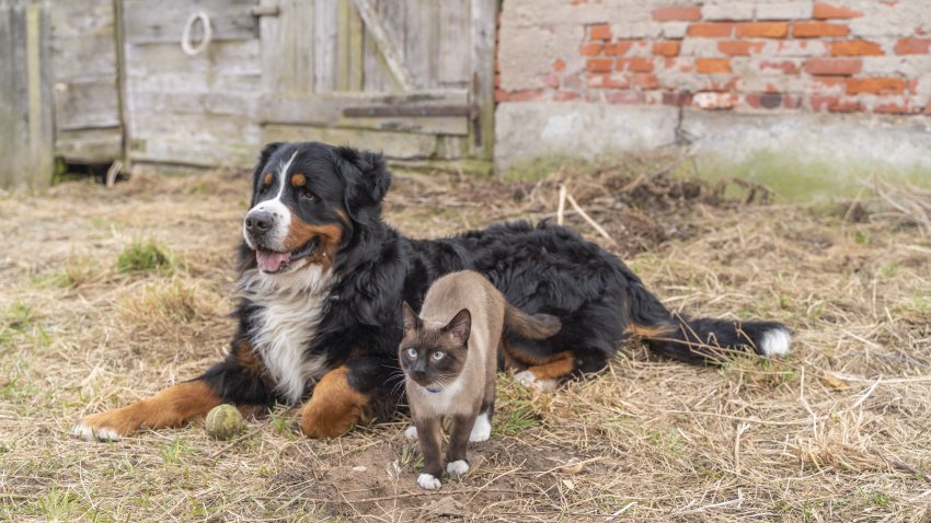 Dog and cat outside