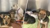 18 perros rescatados de una propiedad en Coachella