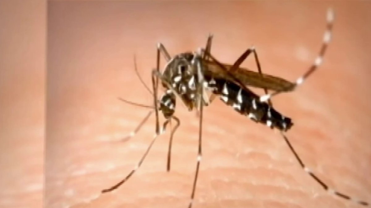 Confirman primer caso de dengue en el condado de Los Ángeles – Telemundo 52