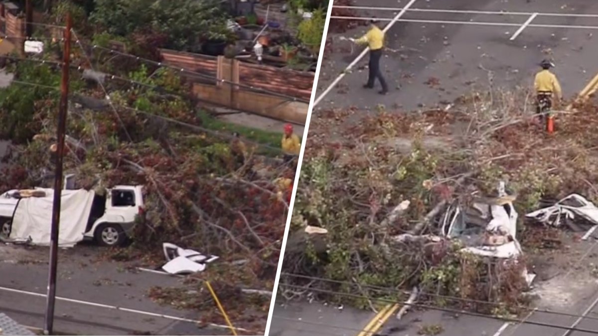 Muere una persona tras caída de árbol sobre dos carros en Winnetka