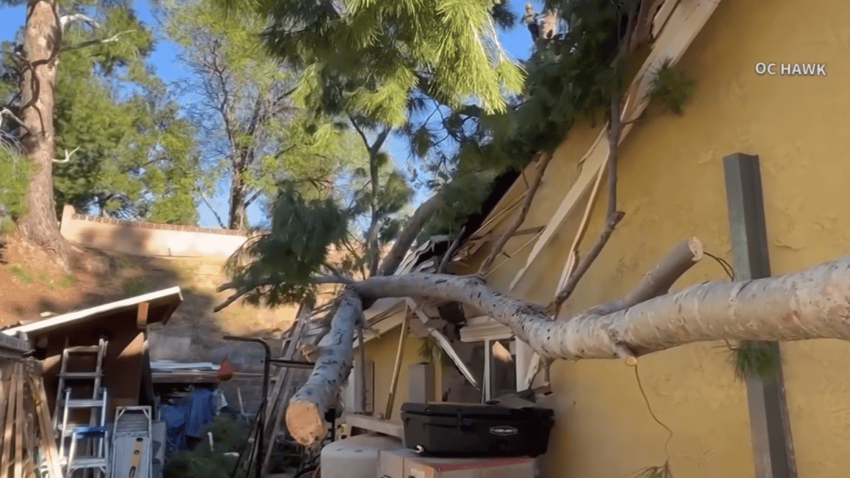 Joven a salvo después de que rama de árbol cae en su cuarto – Telemundo 52