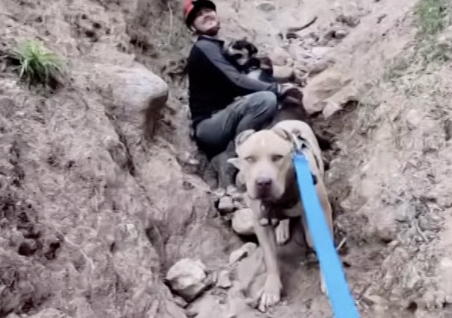 Tres perros rescatados tras perderse en el Valle de Santa Clarita