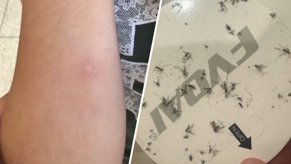 "No podemos dormir": residentes de El Segundo preocupados por aumento de mosquitos