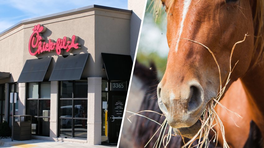 Chick‑fil‑A, horse