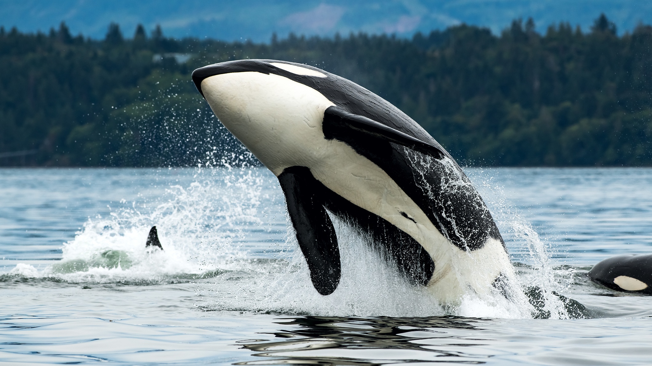 Exhibicion sobre orcas en el Natural History Museum – Telemundo 52