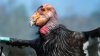 Topa Topa cumple 60 años: Zoológico de Los Ángeles celebra la larga vida del cóndor californiano