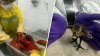Rescatan aves cubiertas de petróleo tras un derrame en el Este de Los Ángeles