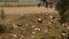 Mas de 600 cabras con gran apetito ayudan a limpiar maleza y así combatir incendios