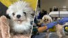 Sociedad Protectora de Animales de Pasadena celebrará su Día de la Solidaridad