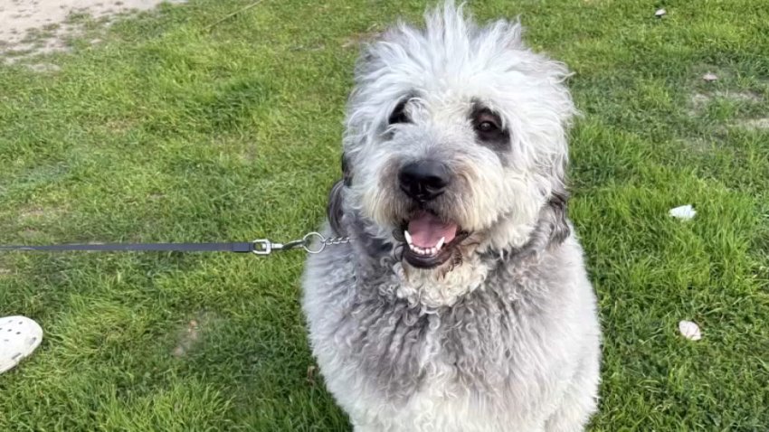 An undated photo of Jameson the dog.