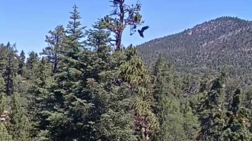 A screenshot from a video posted by the Friends of Big Bear Valley showing Sandy flying away from the nest on Saturday, June 28, 2026.